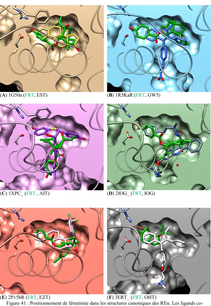 Figure 41 : Positionnement de férutinine dans les structures canoniques des REα. Les ligands co- co-cristallisés (code PDB à 3 lettres, couleurs diverses) et la férutinine (FRT, vert) sont indiqués 