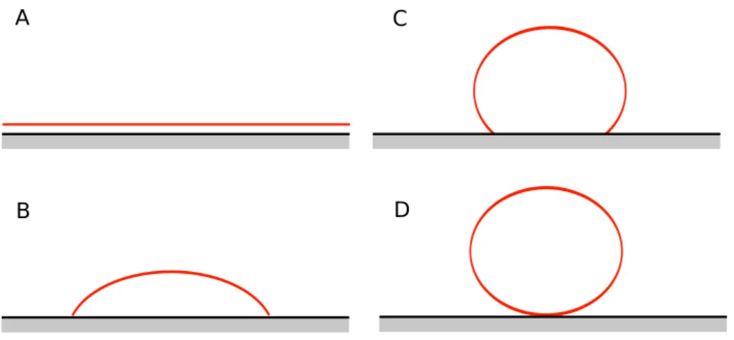 Figure 1.2: Spreading of liquids on solid surfaces. A: Total wetting. B: Partial wetting