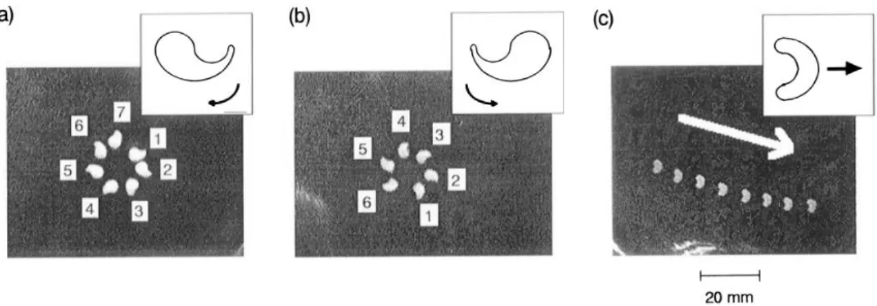 Figure 1.15: Camphor systems on liquid surfaces. A: Motion of camphor scrappings with different geometries that lead to different kind of motions (Figure taken from [37]).