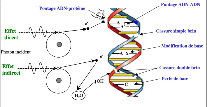 Figure 5 : Représentation schématique des lésions de l’ADN induites par les effets directs et  indirects des rayonnements ionisants
