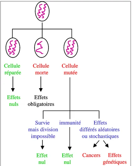 Figure 6 : Conséquences cellulaires de l’irradiation. 