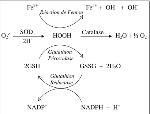 Figure 8 : Représentation schématique des différents systèmes antioxydants enzymatiques