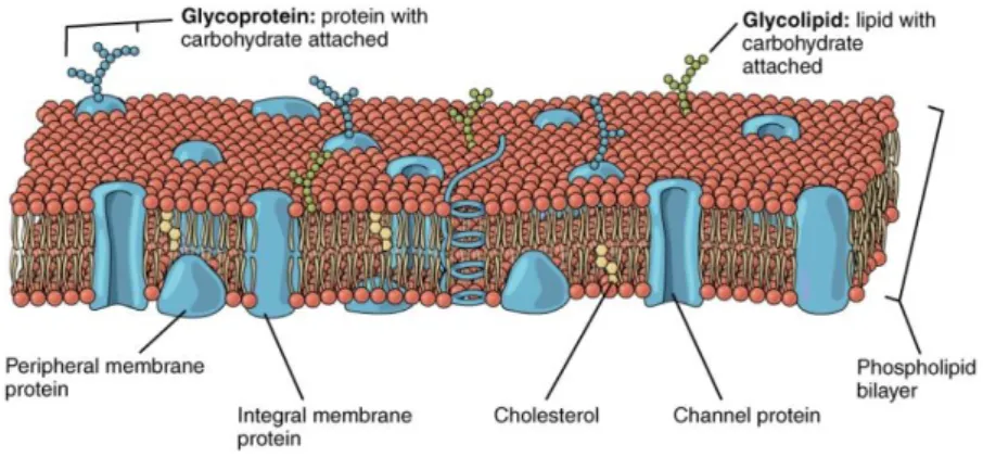 Figure I-1: Representation of the phospholipid bilayer that – amongst other components – forms the cell membrane  (source: Wikipedia)