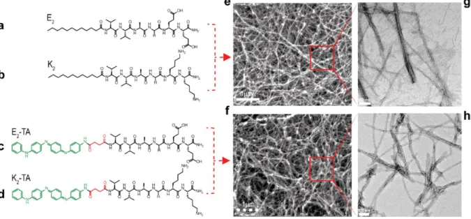 Figure I-11: “Chemical structures of non-electroactive (a) lauryl-VVAGEE-Am (E2) and (b) lauryl-VVAGKK-Am (K2) and  electroactive (c) TAVVAGEE-Am (E2-TA) and (d) TA-VVAGKK-Am (K2-TA) peptide amphiphiles