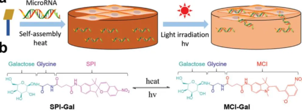 Figure I-16: “a. Schematic illustration of the dual-functional supramolecular hydrogel for targeted and light-controlled  delivery of miRNA into cells cultured on top of the gel
