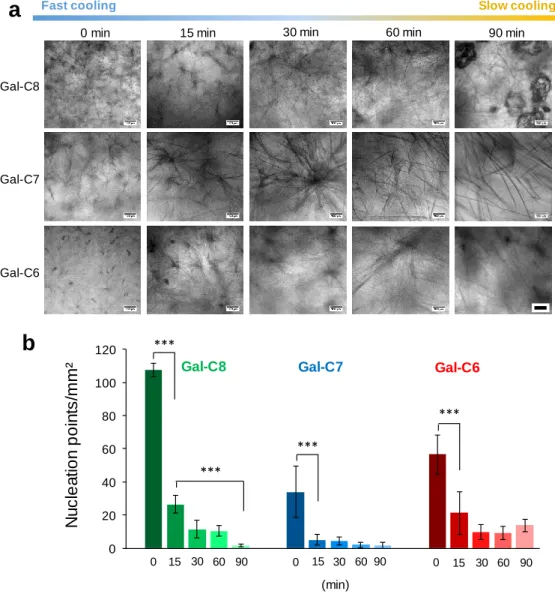Figure I-20: Influence of the controlled cooling rate on the gels aspect. (a) Bright-field microscopy observations of the  three different gels prepared with different cooling rates, from an instantaneous cooling (“0 min”) to slower cooling rates 