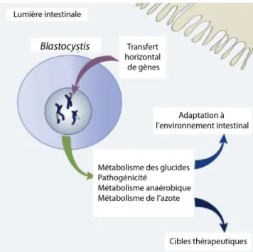 Figure  0.2:  Schéma  récapitulatif  des  TH  de  gènes  acquis  par  Blastocystis,  un  protiste  présent  dans  l’intestin  humain