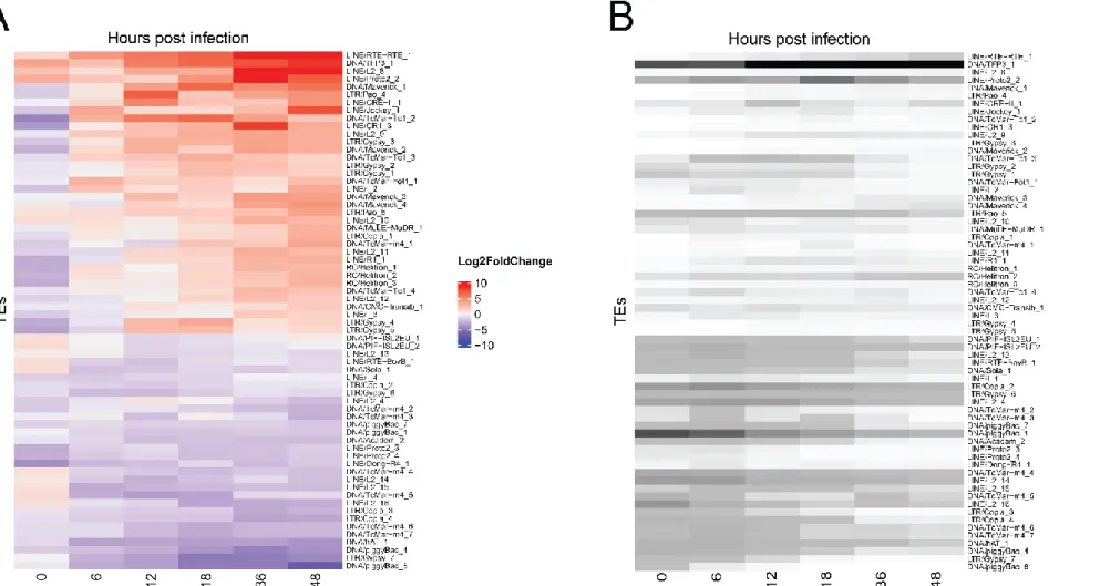 Figure 1.1: 66 differentially expressed TE families in the cell line data. Heatmaps represent the log2 fold change (A) of the TE expression and  the absolute expression expressed in RPKM (B) during the infection
