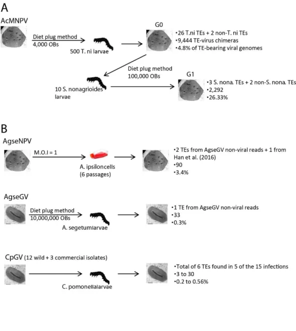 Figure  2.2.  Origin  of  the  baculovirus  sequencing  datasET.  A.  An  AcMNPV  isolate  called  &#34;G0&#34; 