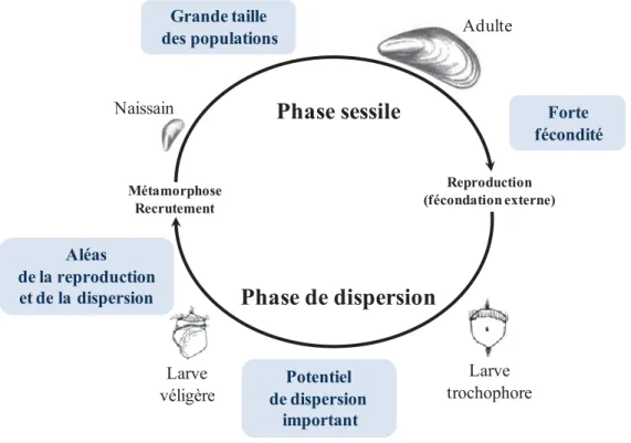 Figure  1:  Cycle de vie d’un bivalve marin sessile avec les caractéristiques importantes pour  la génétique des populations