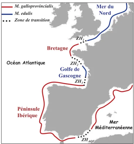 Figure  4: La zone hybride Mosaïque en Europe entre  Mytilus edulis et M. galloprovincialis