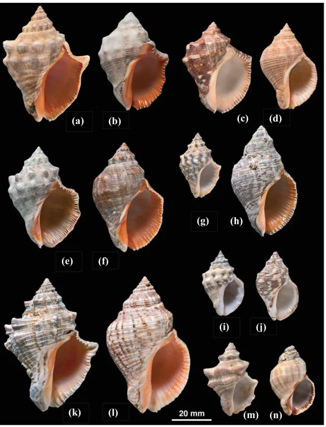 Figure  8:  Variations morphologiques de la coquille au sein du genre Stramonita, (à gauche)  sculptés  et  (à  droite)  lisses