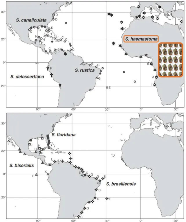 Figure 8: Répartition géographique de l’ensemble des espèces du complexe Stramonita  dans  le monde, les symboles remplis représentent les spécimens BMNH (Natural History Museum,  Londres),  les  symboles  vides  correspondant  aux  spécimens  détectés  da