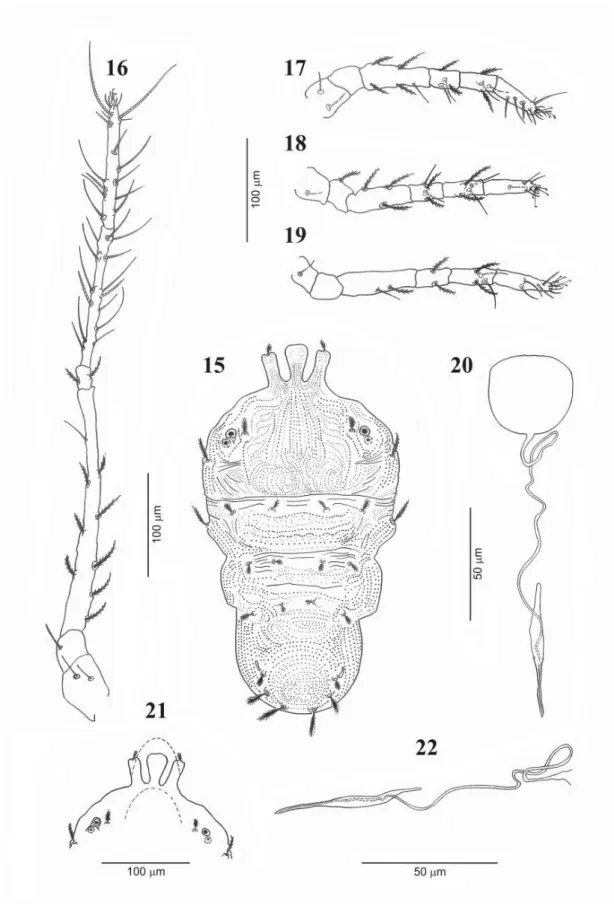 FIGURE 15-22. Monoceronychus tchecensis n. sp. Male. 15. Dorsal view; 16-19. Legs I-IV  (from coxa to tarsus), in this sequence; 20