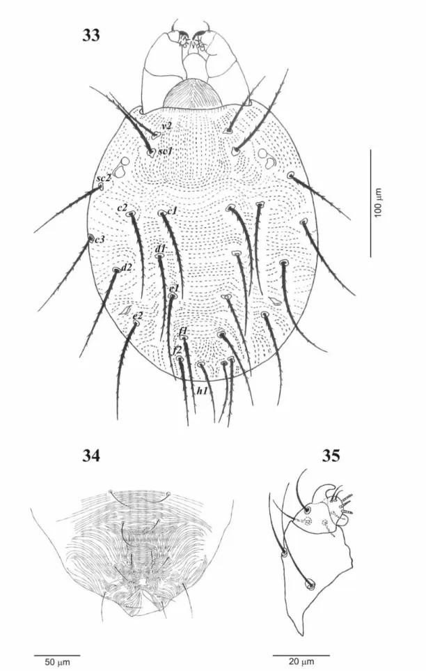 FIGURE 33-35. Oligonychus fileno n. sp. Female. 33. Dorsal view; 34. Genitoanal region; 