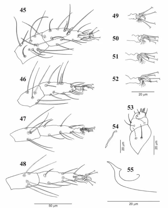 FIGURE 45-55. Oligonychus fileno n. sp. Male. 45-48. Tibia and tarsus of legs I-IV, in this  sequence; 49-52
