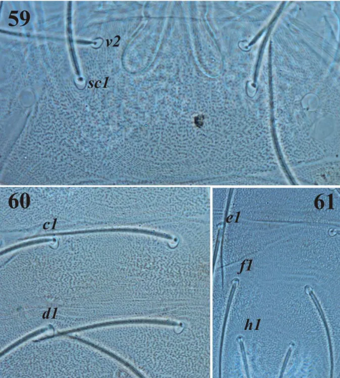 FIGURE 59-61. Oligonychus fileno n. sp. Micrographs. Female. Dorsal striation pattern