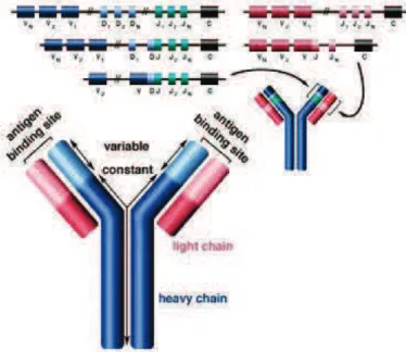 Fig.  3,  Function  TCR  and  BCR,  the  effector  T  Helper  cells  activate  specific  B  cells  through  a  phenomenon  known as an immunological synapse (BCR=B cell receptor, TCR =T cell receptor, IL = interleukin, and  ILR =  interleukin  receptor)