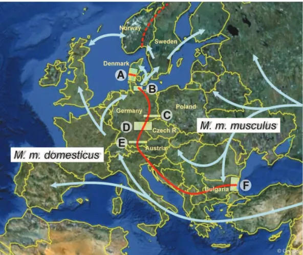 Fig.  19,  The  course  of  the  M.  m.  musculus/M.  m.  domesticus  hybrid  zone  in  Europe  with  hitherto  studied  transects  in  Denmark  (A), northern  (B)  and  eastern  Germany  (C), northeastern  Bavaria  (Germany)  and  Czech  Republic  (D),  s