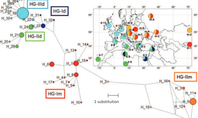 Fig.  4a.  Haplotype  network  and  haplogroup  distribution  of  Tlr4,  H_  identified  haplotypes,  HG-,  identified  haplogroup