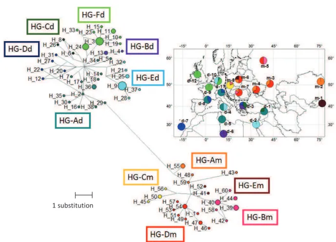 Fig. 4b.  Haplotype network and haplogroup distribution of mt-Cytb, H_ identified haplotypes,  HG-, identified  haplogroup