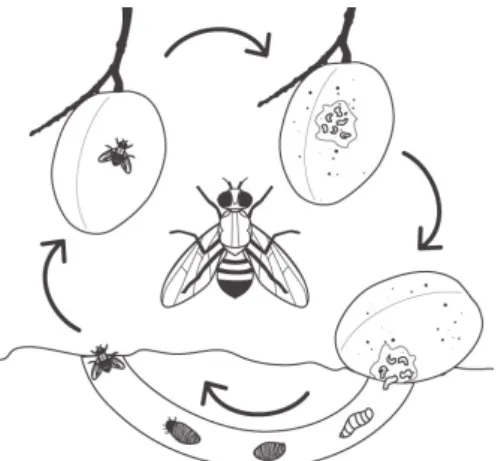 Figure 1.1: Life cycle of fruit fly. (http://preventfruitfly.com.au/about-fruit-fly/life-cycle/) The larvae develop inside the fruit, digging galleries in the flesh of the fruit which accelerates its maturation causing it to fall from the tree