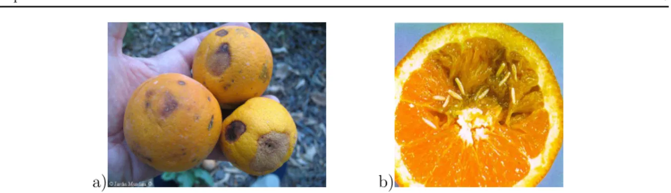 Figure 1.4: Damages on a) the exterior and b) the interior of a citrus caused by B. dorsalis.