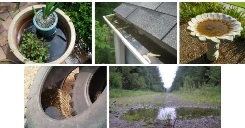 Figure 1.7: Examples of breeding sites for mosquitoes.
