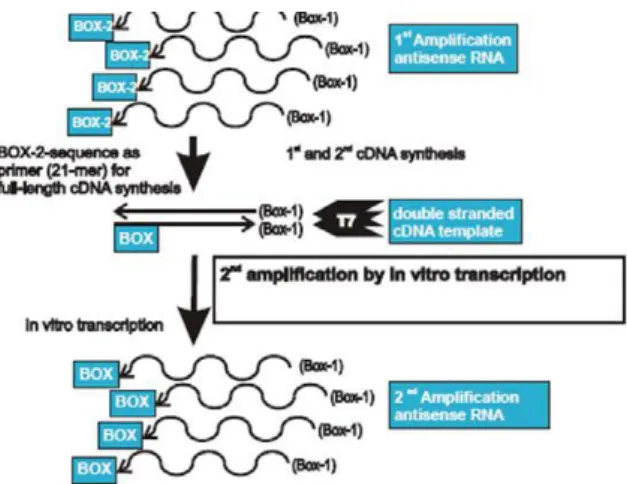 Figure A1. Principle of ExpressArt bacterial mRNA amplificaion system. Figure A1. Principle of ExpressArt bacterial mRNA amplificaion system.