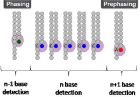 Figure  A3. Principle  of  phasing/prephasing,  allowing  to  describe  how  well  the  chemistry  of  the  sequencing have been performed.