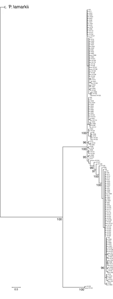 Fig. 3 Bayesian phylogeny of 160 mtCOI haplotypes of Pomatoceros triqueter rooted with P