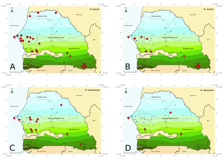 Figure 4 Collecting sites of Haemaphysalis of the leachi group indicated in red; blue dots show localization of all other collection sites: A – Haemaphysalis (Rhipistoma) leachi; B – Haemaphysalis (Rhipistoma) moreli; C – Haemaphysalis (Rhipistoma) muhsama
