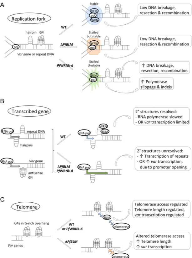 Fig 6. Schematic summarising the roles of RecQ helicases in P. falciparum. The schematic shows proposed helicase roles at replication forks (A), transcribed genes (B) and telomeres (C).