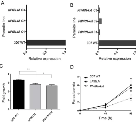 Fig 1. Loss of RecQ helicases affects parasite growth. (A) PfBLM expression in a panel of ΔPfBLM clones compared to wildtype 3D7 parasites