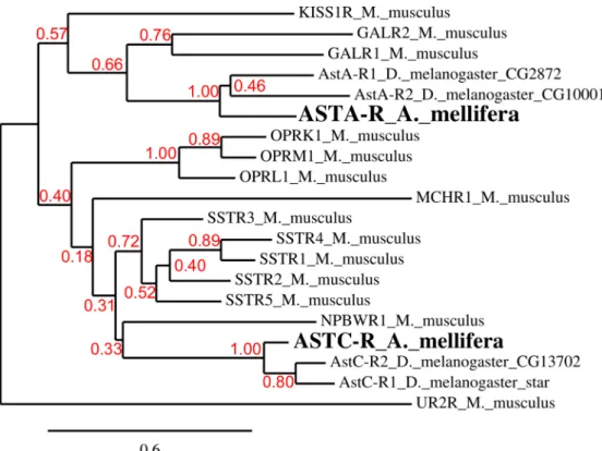 Fig 2. Aminoacid sequence alignment of Apime-ASTC-R and its Drosophila and human homologs
