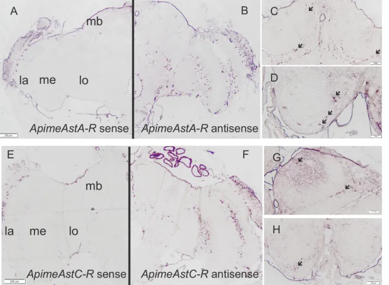 Fig 6. Apime-AstA-R and Apime-AstC-R mRNAs are expressed in the brain. In situ hybridizations were performed with antisense probes specific for Apime-AstA-R (B, C, D) or Apime-AstC-R (F, G, H) on sections from pollen forager brains