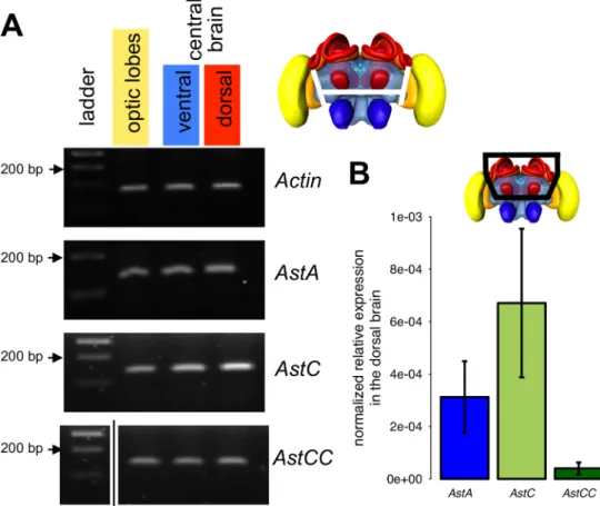 Fig 8. Gene expression of allatostatins. PCR was performed on cDNA samples obtained from different brain regions of adult worker bees: optic lobes (yellow in the bee brain illustration), ventral area (including antennal lobes in blue) and dorsal area (incl