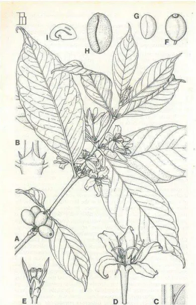 Figure 7 : Représentation morphologique de Coffea canephora. 