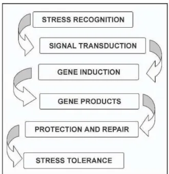Figure 9 : Schématisation des différentes étapes conduisant à la tolérance à un stress  Source : Madhava Rao et al., 2006 