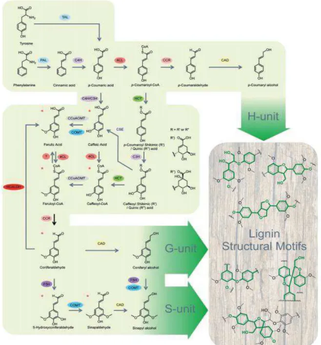 Figure 13 : Représentation schématique de la voie de biosynthèse de la lignine  Source : Rinaldi et al., 2016 