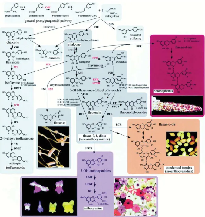 Figure 14 : Schéma représentant les différentes branches de la voie de biosynthèse des flavonoïdes  d’après une  étude sur plusieurs espèces 