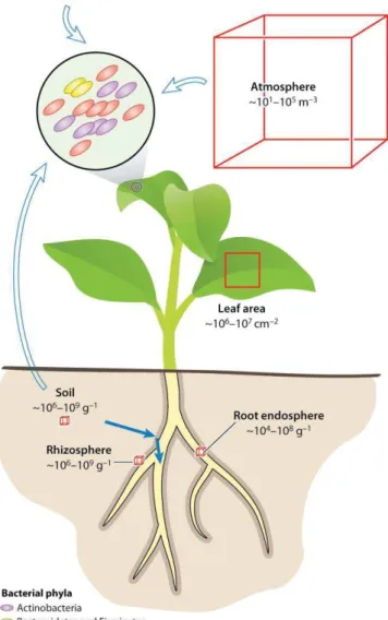 Figure  2:  Plant  microbiota  and  origins  of  plant-associated microbes (from Bulgarelli  et al., 2013) 