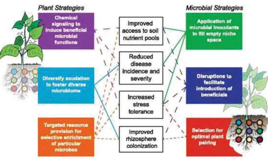 Figure  13:  Strategies  to  reduce  chemical  inputs  and  increasing  yields  from  plant  and  microbial  side  (From Bakker et al., 2012) 