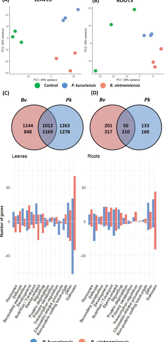 Figure  3:  Comparative  analysis  of  leaves  and  roots  transcriptomes in response to Bv  and Pk colonization 