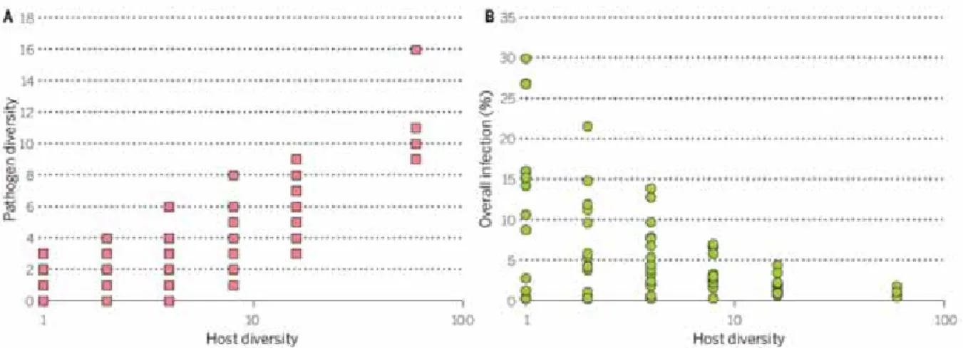 Figure 10: Effet de la diversité de plantes sur la prévalence de pathogènes fongiques dans des communautés  manipulées expérimentalement