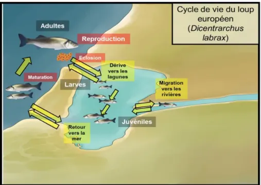 Figure  12 :  Nombre  de  publications  par  an  concernant  Dicentrarchus  labrax,  d’après  www.ncbi/pubmed.com 