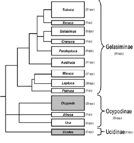 Figure  11  :  Arbre  phylogénétique  des  Ocypodidae.  Les  cases  grises  ne  sont  pas  des  crabes violonistes