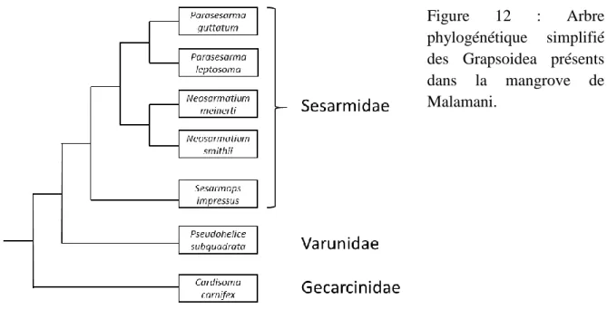 Figure  12  :  Arbre  phylogénétique  simplifié  des  Grapsoidea  présents  dans  la  mangrove  de  Malamani