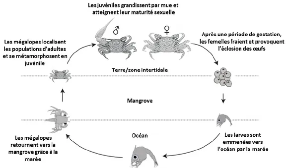 Figure  23  :  Représentation  du  cycle  de  vie  général  des  crabes  de  mangrove