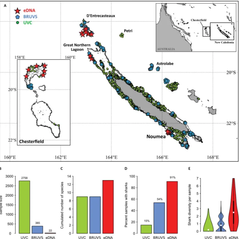 Fig. 1. Sampling design and analyses of surveys across the New Caledonian archipelago, southwestern Pacific